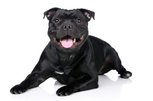 En ung vuxen staffordshire bullterrier med en härlig tjock, svart päls