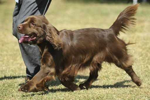 En sussex spaniels vackert mjuka chokladbruna päls