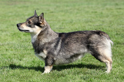 En svensk vallhunds otroligt korta ben och tjocka, mjuka päls