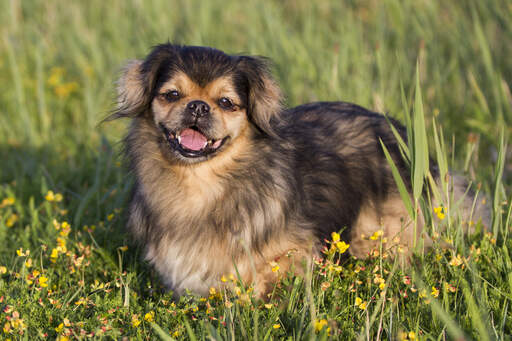 En tibetansk spaniel som tålmodigt väntar på sin ägare i det långa gräset.