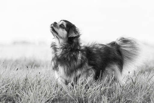 En ung tibetansk spaniel som står högt och visar upp sin vackra, korta nos.