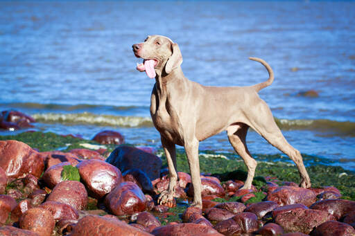 En vacker vuxen weimaraner som visar upp sin kraftfulla fysik.