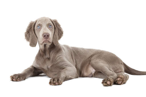 En vackert mjuk weimaranervalp med slående, bleka öGon