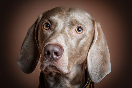 En närbild av en weimaraners vackra, korta, mjuka päls