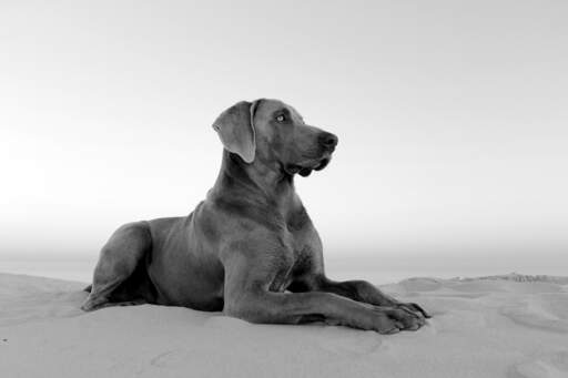 En frisk, vuxen weimaraner som ligger vackert och väntar på ett kommando.