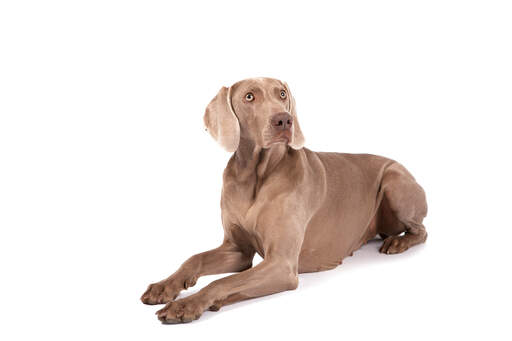 En vacker weimaraner tik som ligger prydligt och väntar på ett kommando.