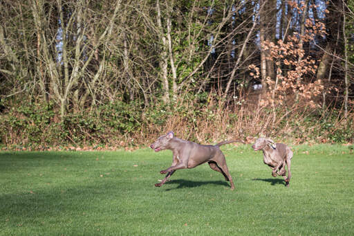 Två vackra vuxna weimaraners som leker tillsammans i gräset