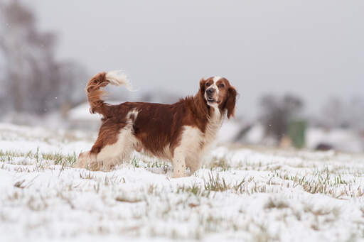 En welsh springer spaniel som visar upp sin vackra, långa, bruna päls.