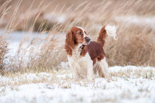 En härlig liten welsh springer spaniel med en vacker, vit och brun svans.