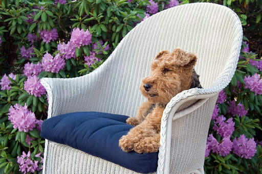En vacker welsh terrier njuter av en vila på en stol utomhus