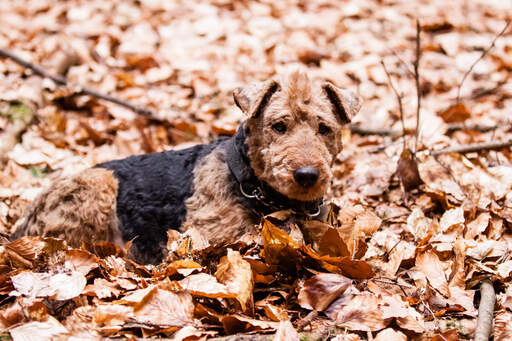 En liten, fin welsh terrier som ligger i löven
