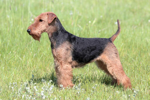 En ung welsh terrier som visar upp sin vackra, korta kropp och trådiga päls.