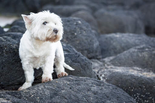 En vacker west highland terrier med en härlig, vit päls