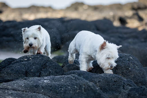 Två west highland terrier njuter av varandras sällskap på klipporna.