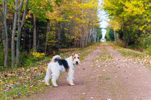 En vacker, vuxen wire fox terrier som njuter av lite motion utomhus