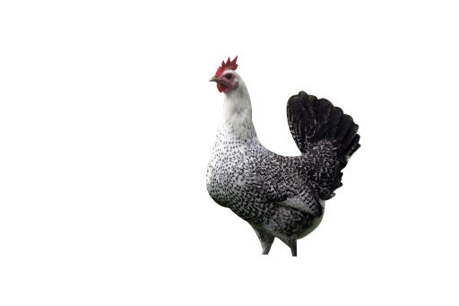 Fayoumi-kyckling-vit bakgrund