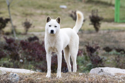 Koreanska jindo utanför