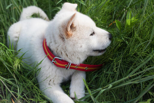 Koreansk jindo-valp