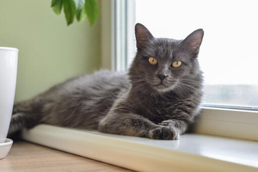 Nebelung katt som slappnar av på en fönsterbräda