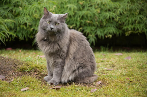 Nebelung katt sitter i en trädgård