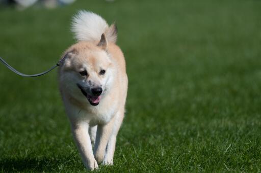 Norwegian-buhund-walking