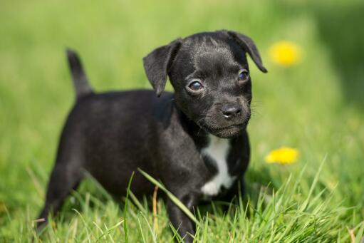 Patterdale-terrier-valp