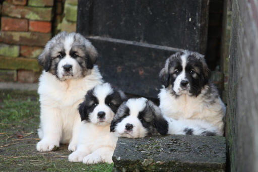 Pyrenean-mastiff-valpar