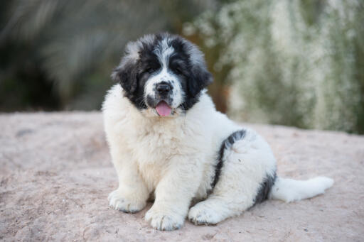 Pyrenean-mastiff-valp