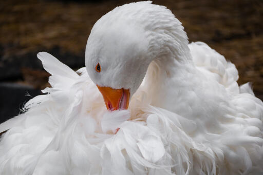 Sebastopol Goose putsar sina fjädrar.
