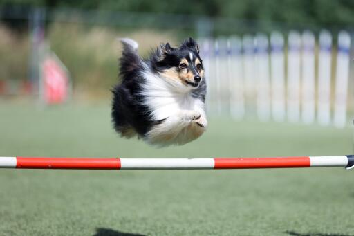 Shetland-sheepdog-agility