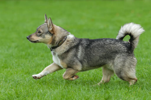 Svensk-vallhund-running