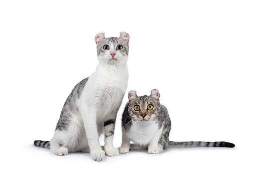 Ett par alerta american curl katter mot en vit bakgrund