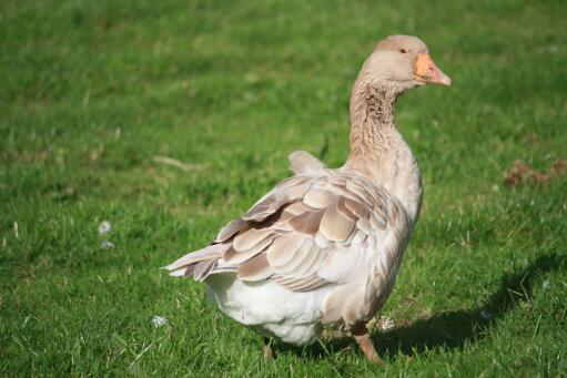 Amerikansk buff gander