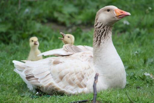American buff Goose och GoslinGor