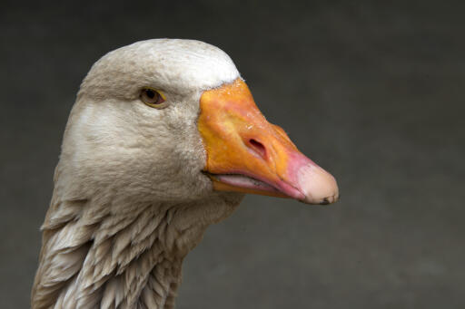Amerikansk buff Goose närbild