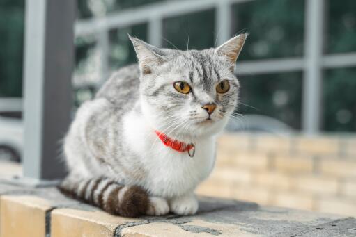 Amerikansk trådhårig katt med röd krage som sitter snyggt på en vägg