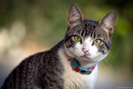 Uppmärksam amerikansk trådhårig katt med blått och rött halsband utomhus