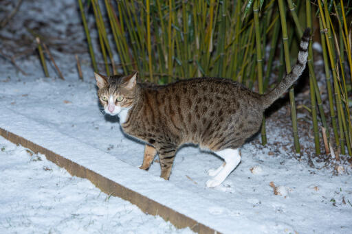 Tabby arabian mau katt i den Snow
