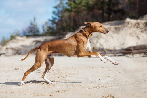 Atletisk azawakh hund som springer på en strand