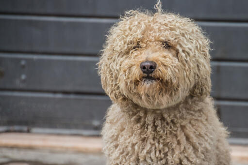 Barbet hund med Golden lockig päls sitter och väntar på instruktioner