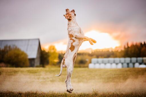 Bracco italiano hund som hoppar på ett fält i solnedgången