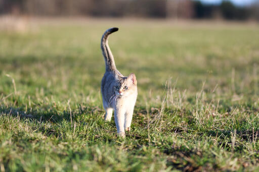 Burmilla katt med svansen uppåt går i naturen