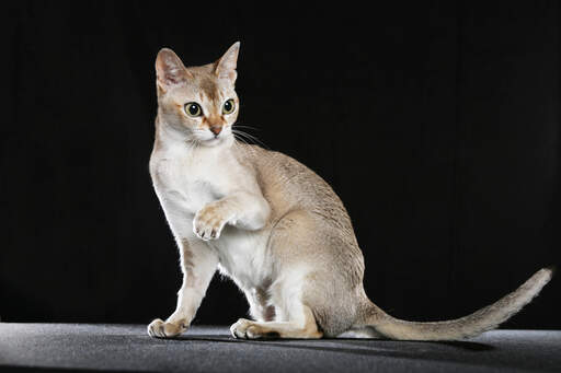 Singapura-katten har en liten atletisk kropp.