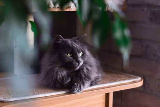 Chantilly katt som ligger på en bänkskiva