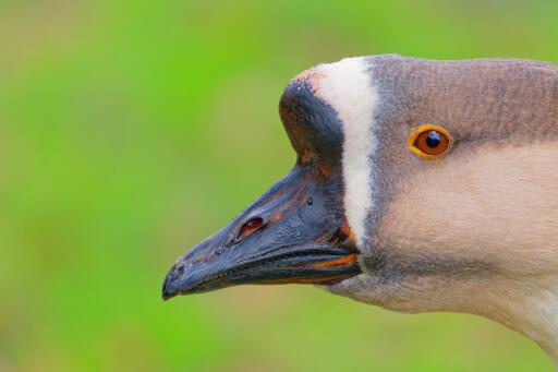 Kinesisk Goose närbild