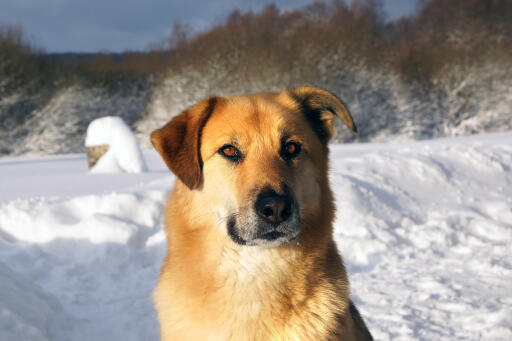 ChiNook hund ansikte nära upp i närbild Snow