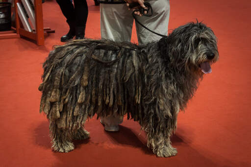 En bergamasco som visar upp sin välvårdade päls.