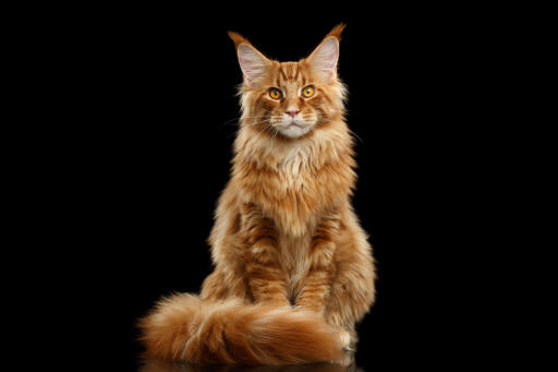 Ginger maine coon katt porträtt sittande mot en svart bakgrund