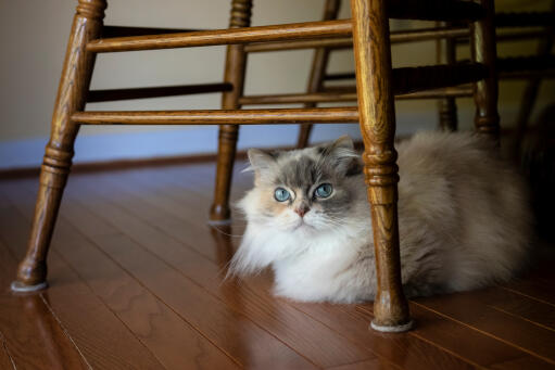 Fluffig napoleonkatt som gömmer sig under en trästol