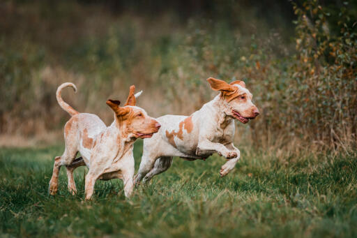 Par bracco italiano hundar som leker på ett fält